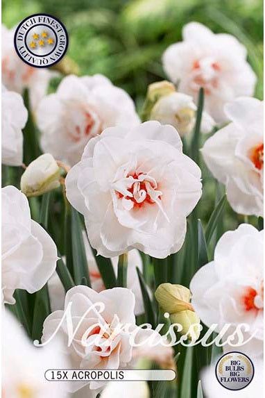 Narciss Replete 15-pakning